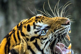 ದೇಶದಲ್ಲಿ ವ್ಯಾಘ್ರಗಳ ಸಾವಿನ ಸಂಖ್ಯೆ ಏರಿಕೆ