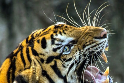 ದೇಶದಲ್ಲಿ ವ್ಯಾಘ್ರಗಳ ಸಾವಿನ ಸಂಖ್ಯೆ ಏರಿಕೆ