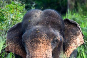 ನಾಲೂರು ಬಳಿ ಕಾಡಾನೆ ಪ್ರತ್ಯಕ್ಷ