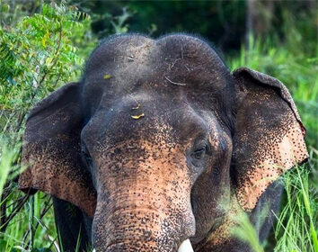 ನಾಲೂರು ಬಳಿ ಕಾಡಾನೆ ಪ್ರತ್ಯಕ್ಷ