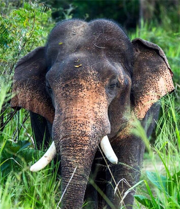 ನಾಲೂರು ಬಳಿ ಕಾಡಾನೆ ಪ್ರತ್ಯಕ್ಷ