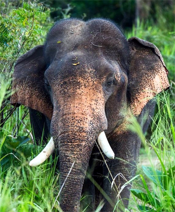 ನಾಲೂರು ಬಳಿ ಕಾಡಾನೆ ಪ್ರತ್ಯಕ್ಷ