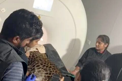 ನಂಜಪ್ಪ ಆಸ್ಪತ್ರೆಯಲ್ಲಿ  ಮೃಗಾಲಯದ ಚಿರತೆಗೆ ಸ್ಕ್ಯಾನಿಂಗ್