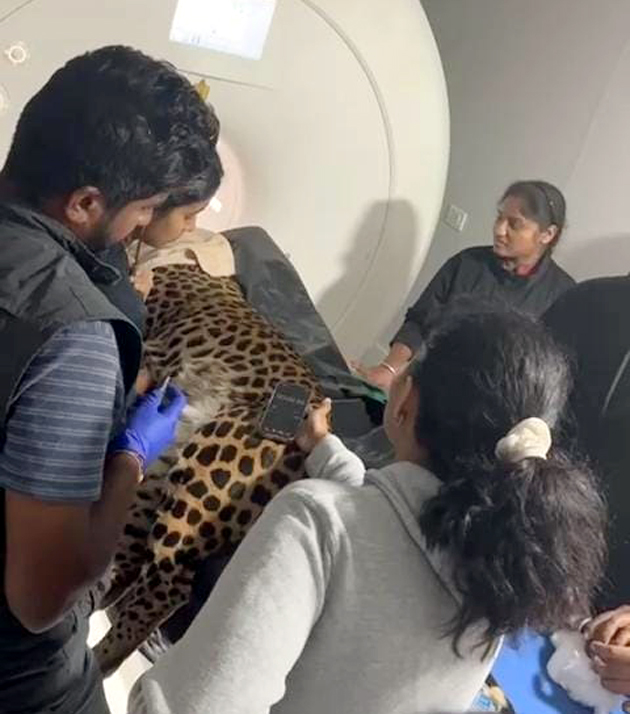 ನಂಜಪ್ಪ ಆಸ್ಪತ್ರೆಯಲ್ಲಿ  ಮೃಗಾಲಯದ ಚಿರತೆಗೆ ಸ್ಕ್ಯಾನಿಂಗ್