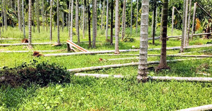 ಬಿರುಗಾಳಿ-ಮಳೆಗೆ 400 ಕ್ಕೂ ಹೆಚ್ಚು ಅಡಿಕೆ ಮರಗಳು ಧರೆಗೆ