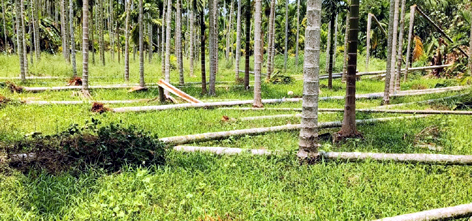 ಬಿರುಗಾಳಿ-ಮಳೆಗೆ 400 ಕ್ಕೂ ಹೆಚ್ಚು ಅಡಿಕೆ ಮರಗಳು ಧರೆಗೆ