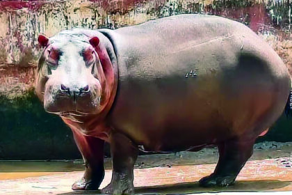 ಪಶು ವೈದ್ಯೆ ಸಾವಿಗೆ ಕಾರಣವಾಗಿದ್ದ ನೀರಾನೆ ‘ಹಂಸಿಣಿ’ ಅನಾರೋಗ್ಯದಿಂದ ಸಾವು