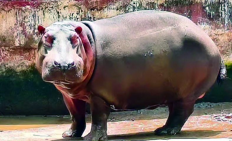 ಪಶು ವೈದ್ಯೆ ಸಾವಿಗೆ ಕಾರಣವಾಗಿದ್ದ ನೀರಾನೆ ‘ಹಂಸಿಣಿ’ ಅನಾರೋಗ್ಯದಿಂದ ಸಾವು