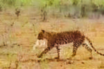 ಕೋಳಿ ಹೊತ್ತೊಯ್ಯುತ್ತಿರುವ ಚಿರತೆ