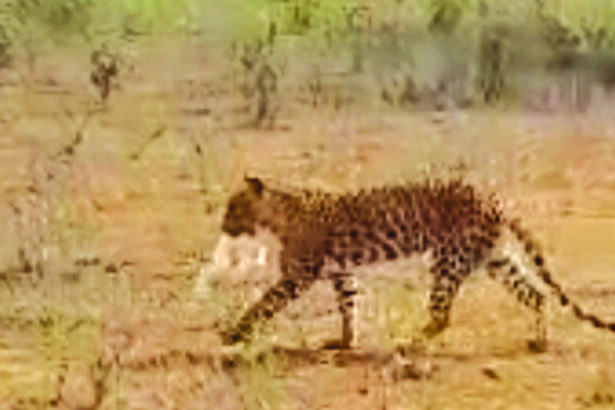 ಕೋಳಿ ಹೊತ್ತೊಯ್ಯುತ್ತಿರುವ ಚಿರತೆ