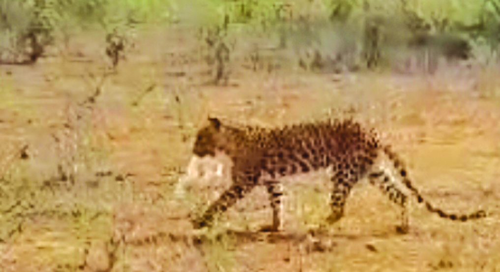 ಕೋಳಿ ಹೊತ್ತೊಯ್ಯುತ್ತಿರುವ ಚಿರತೆ