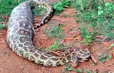 ಜಿಂಕೆ ನುಂಗಿ ಮಲಗಿದ್ದ ಹೆಬ್ಬಾವು ಸೆರೆ